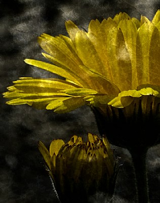 Calendula