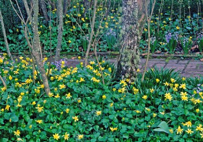 Yellow Flowers at Deepwood