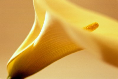 Golden Calla Lily