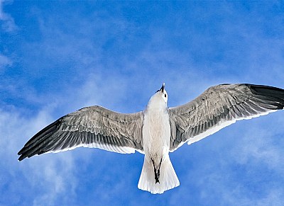 Sky bound seagull