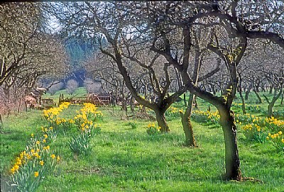 Daffodils in Orchard