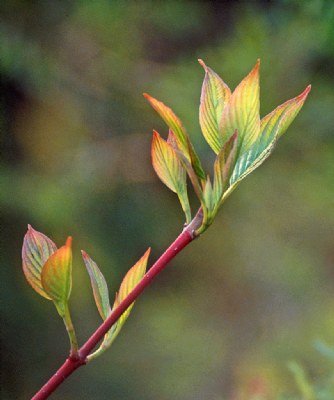 New Leaves