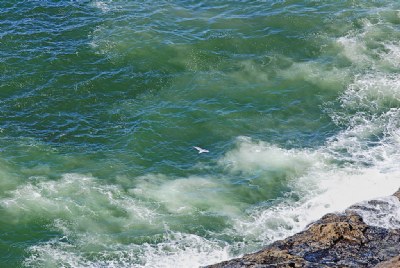 Gull Over Surf