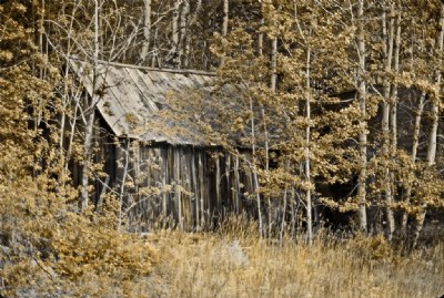 Cabin in the Wood