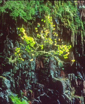 Vine Maple on Cliff