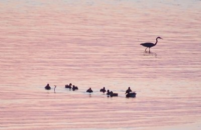 Heron and Ducks