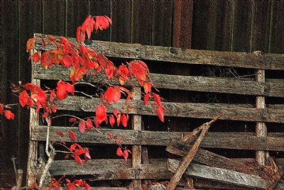Red Leaves and Fence