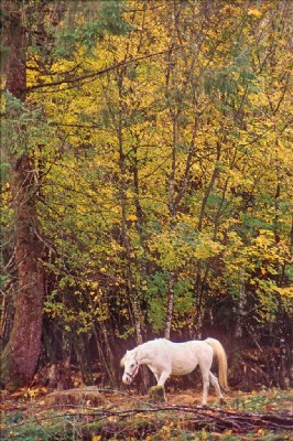 White Horse in Fall