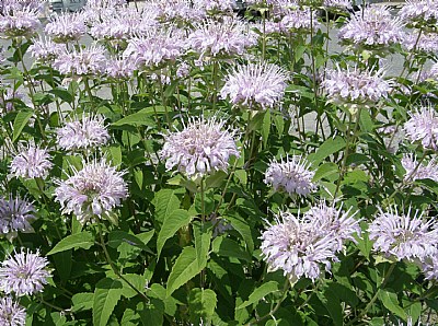 MINT FLOWERING