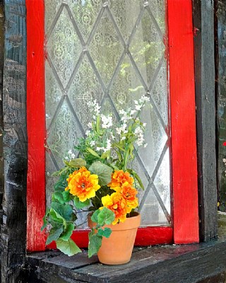 Flowers and Window