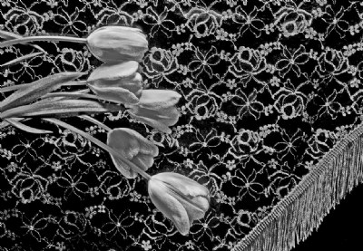 Tulips on Lace
