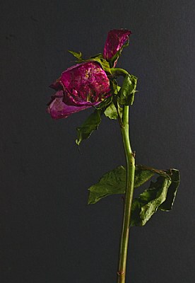 Tarnished Rose