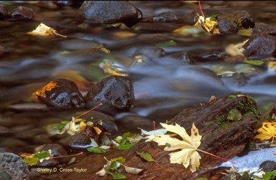 Leaves in Salmon River