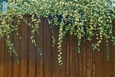 Flowers Over Fence
