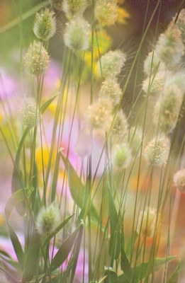 Soft Grasses & Flowers