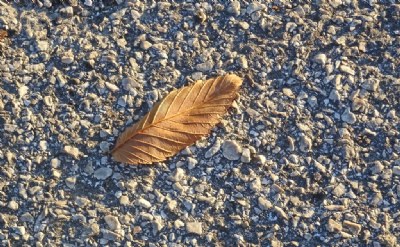 Leaf in Sunlight