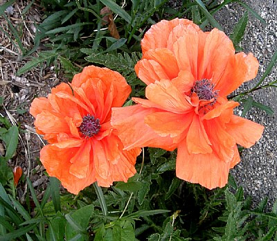 POPPY