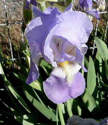 IRIS