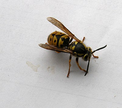 YELLOW JACKET