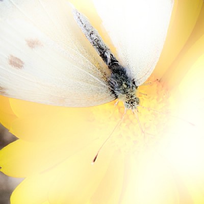 Yellow Flower