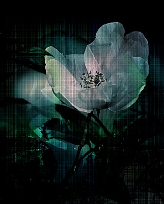 Rose Flower