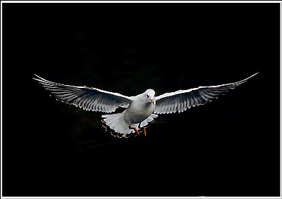 **Landing  K.**