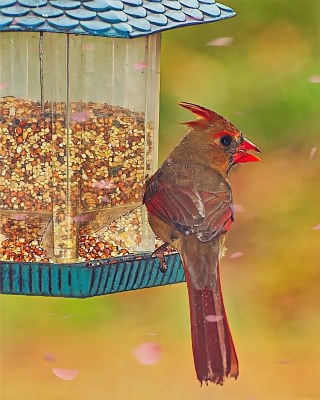 The Cardinal