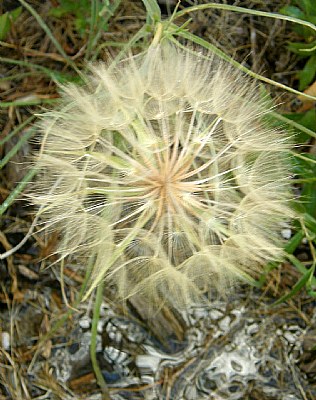 SALSIFY