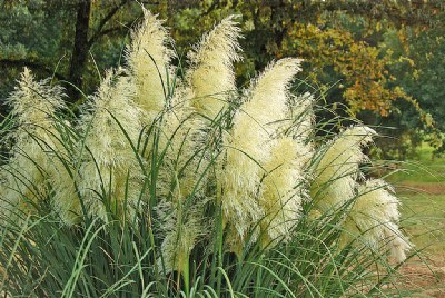 Pampas Grass