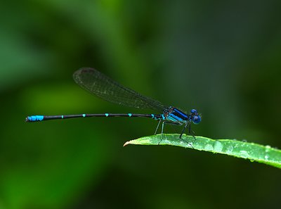 Bluet after rain