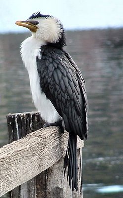 Pied Cormorant