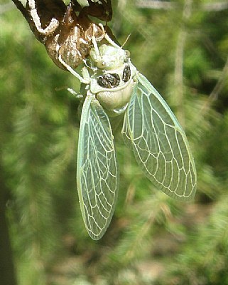 CICADA