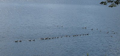 LINE OF GEESE
