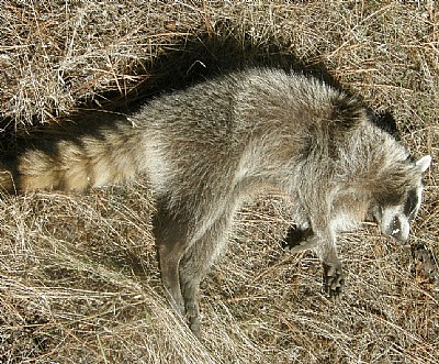 RACOON
