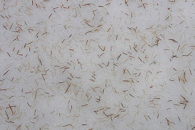 LARCH NEEDLES IN SNOW