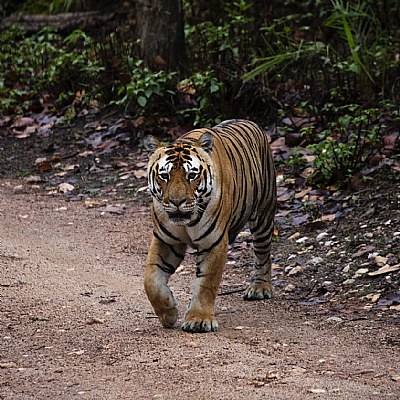 tiger, at kanha national park.