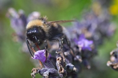Busy Bee