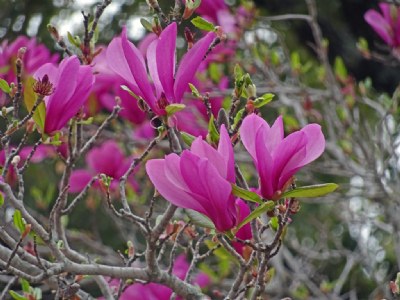 Purple Magnolia Blossoms