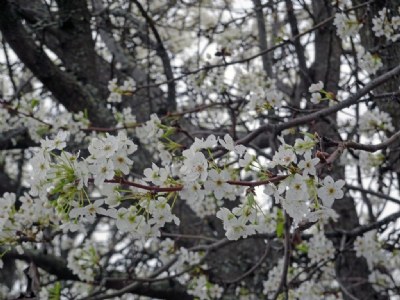 Tree white blossoms