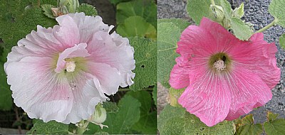 HOLLYHOCKS