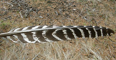 FEATHER