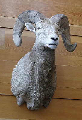BIG HORN SHEEP