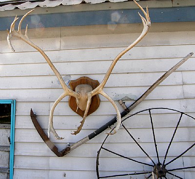 CARIBOU