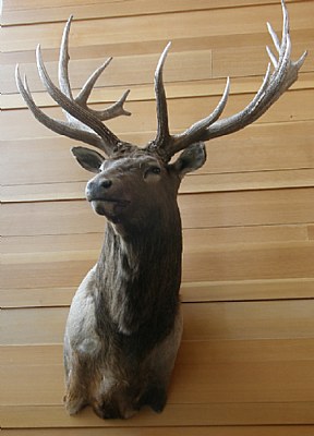 ELK