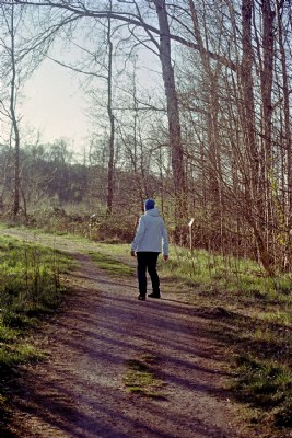 forrest walk