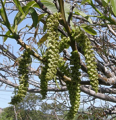 WALNUT CATKINS