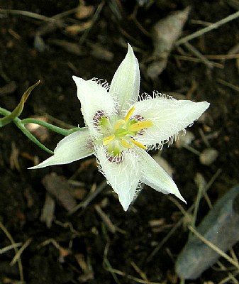 CALOCHORTUS LILY