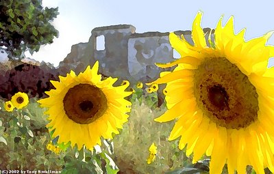 Sunflowers and Ruin