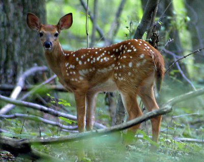 Fawn at Dutch Mountain