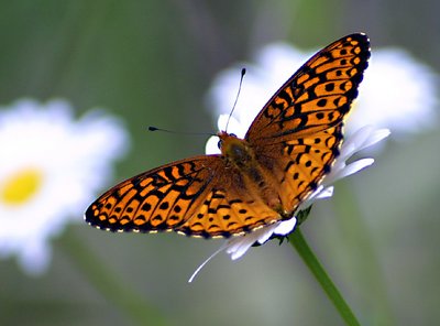 Butterfly at Dutch Mountain